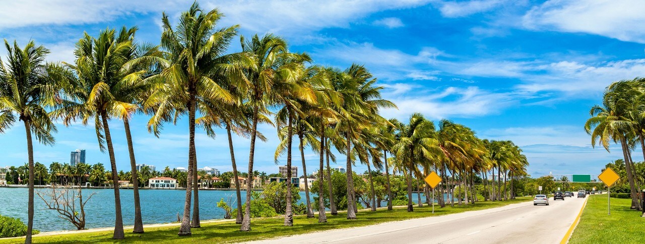 Palm trees and road in Miami Beach, Florida